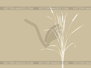 Bulrush silhouette on brown background, - vector clipart