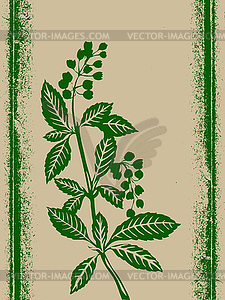 Green plant on grunge background, - vector image