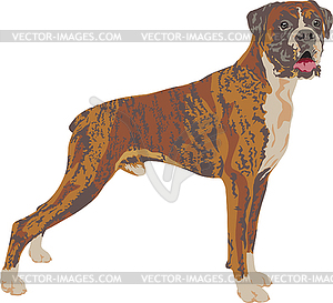 Boxer dog breed - stock vector clipart