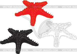 Starfish - vector clipart