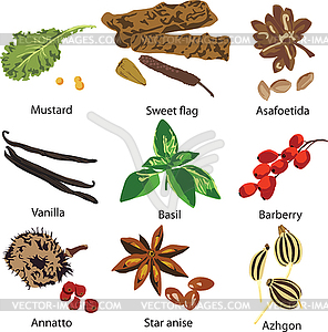 Множество различных специй - изображение векторного клипарта