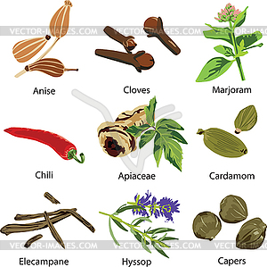 Множество различных специй - стоковое векторное изображение