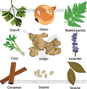 Set of different spices - royalty-free vector image