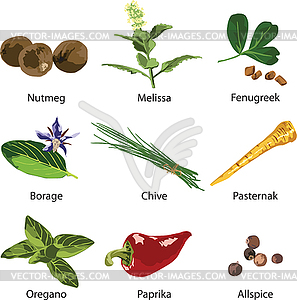 Set of different spices - vector clipart