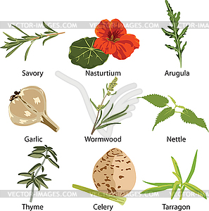 Set of different spices - vector image