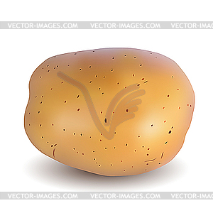 Potato - vector clipart