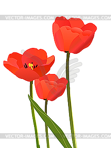 Tulips - vector clipart