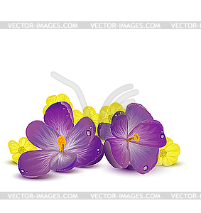 Flowers - vector clipart