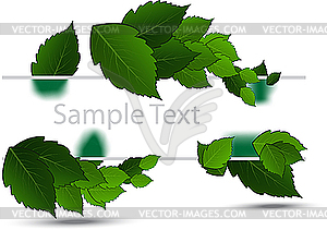 Green leaves - vector image