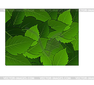 Зеленые листья - векторный рисунок