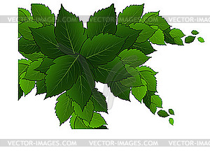 Green leaves on white background - royalty-free vector clipart