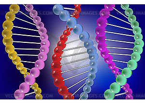 Molecule of DNA - vector clip art