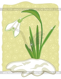 Snowdrop - vector image