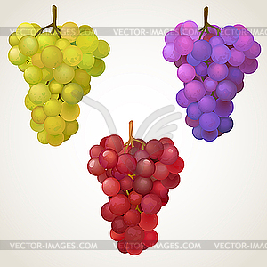 Three cluster of grape - stock vector clipart