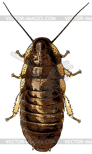 Cockroach - - vector clipart