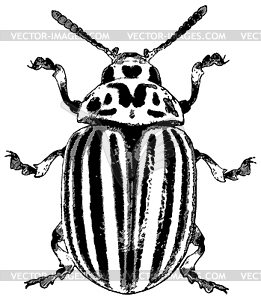 Colorado beetle - - vector clipart