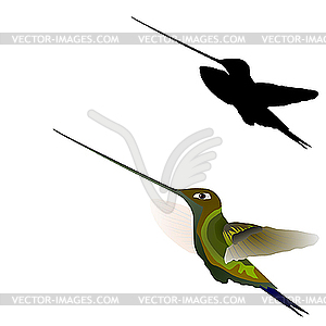 Hummingbird - vector image