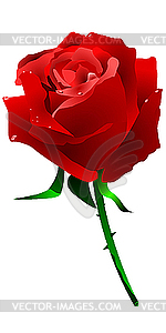 Red rose - vector clipart
