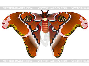 Бабочка Saturniidae - изображение в векторном формате