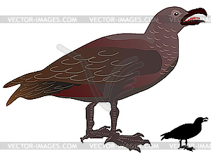 Great skua - vector EPS clipart