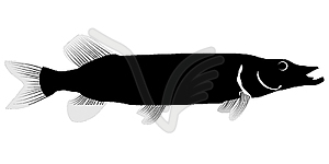 Pike fish - vector image