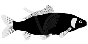 Carp - vector EPS clipart