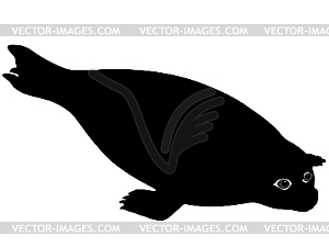 Phoca - vector clipart