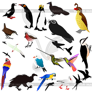 Collection of birds - vector image