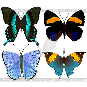 Beautiful butterflies - vector clip art