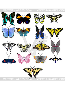 Collection of beautiful butterflies - vector image