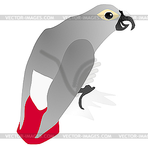 Gray parrot Jaco - vector image