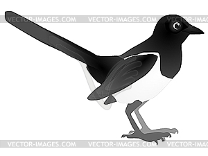 Magpie - vector clipart