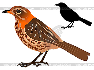 Thrush - vector image