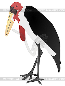 Marabou - vector image