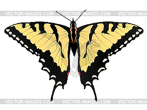 Beautiful butterfly - vector image