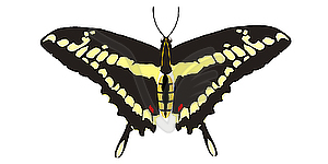 Нанесение Papilio Махаон - векторный дизайн