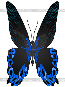 Beautiful butterfly - vector image