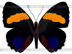 Butterfly - vector clip art