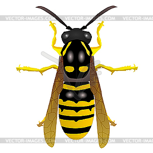 Wasp - vector image