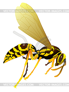 Drawing of wasp - vector image