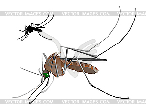 Mosquito - vector clipart