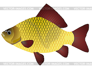 Crucian - vector image