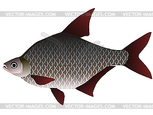 Bream - vector image