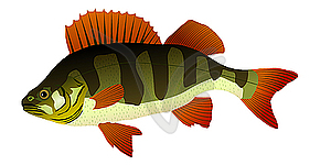 Perch - vector clipart