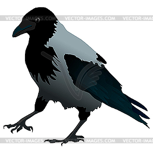 Crow - vector clipart