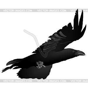 Flying raven - vector image