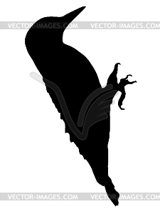 Silhouette of woodpecker - vector image