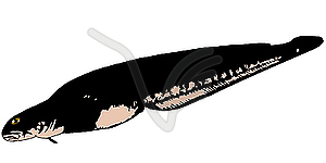 Eelpout.  - vector image