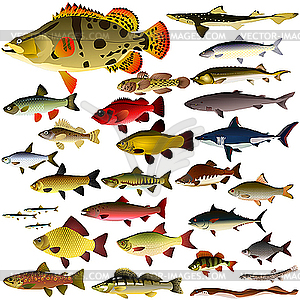 Collection of fish - vector clipart