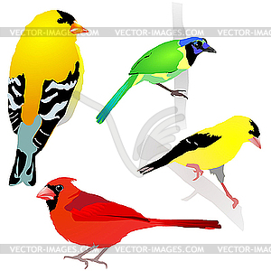 Set of birds - vector image